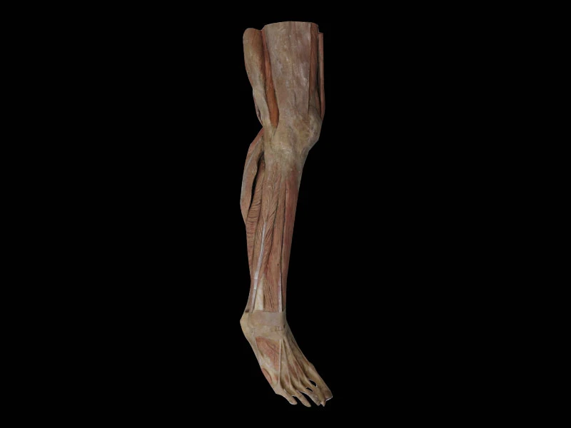 superficial-muscles-of-lower-leg superficial-muscles-of-lower-leg
