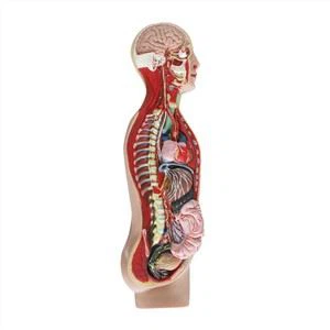 Модел силиконске анатомије симпатичног нерва