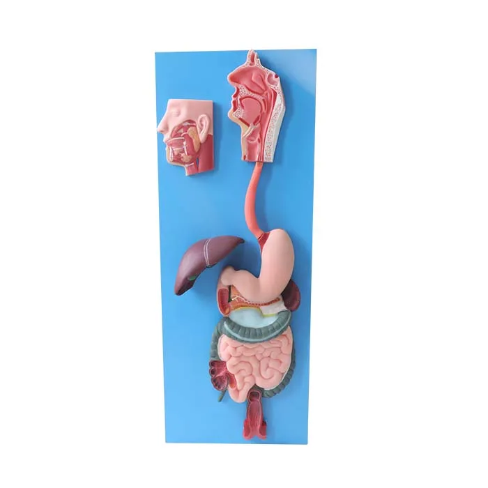 soft digestive system of human body model soft digestive system of human body model