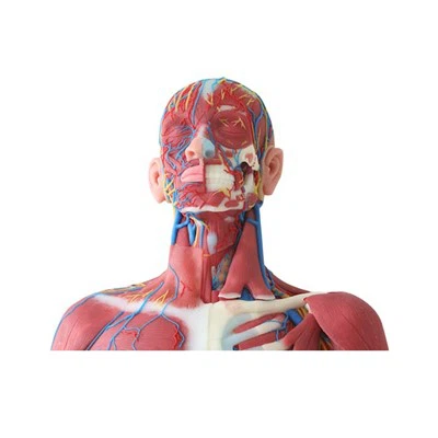 Модел мишића лицем