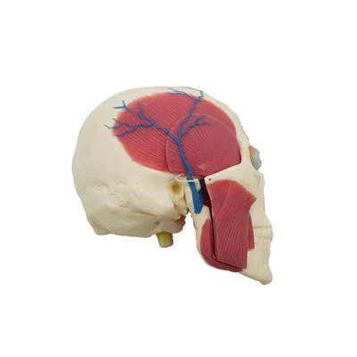 Модел људске лобање