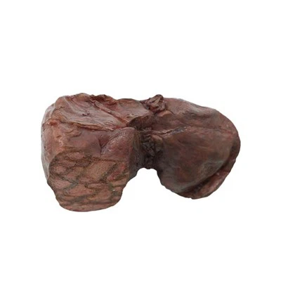 Анатомски модел јетре