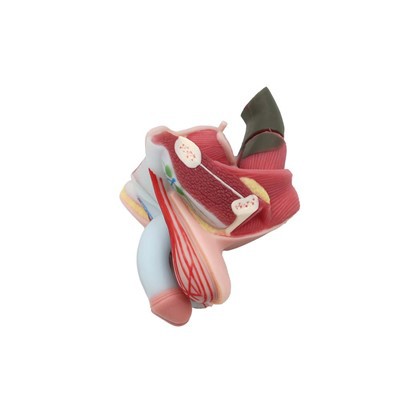 Модел мушких репродуктивних органа