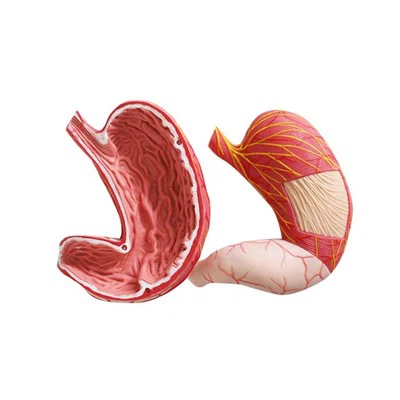 Модел за људски дигестивни систем