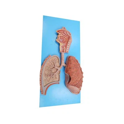 Модел респираторног система